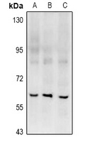RGS14 Antibody