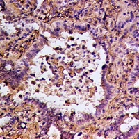 RGS14 Antibody