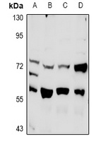 PLK3 Antibody