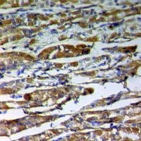 Syndecan 2 Rabbit Polyclonal Antibody