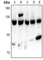 USP15 Rabbit Polyclonal Antibody