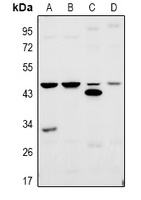 TRF3 Rabbit Polyclonal Antibody