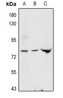 GNE Rabbit Polyclonal Antibody