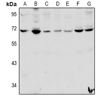 HSPBAP1 Rabbit Polyclonal Antibody