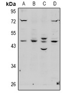 EBP1 Rabbit Polyclonal Antibody