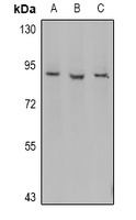 Myeloperoxidase 89k Rabbit Polyclonal Antibody
