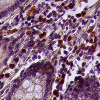 Acrosin Rabbit Polyclonal Antibody