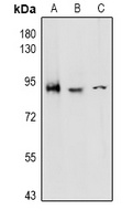 CD97 alpha Antibody