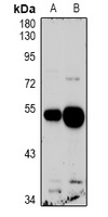 GPR103 Rabbit Polyclonal Antibody