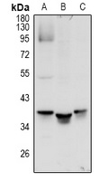 MRGX1 Rabbit Polyclonal Antibody