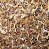 Amphiphysin 2 Antibody
