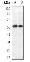 PALF Antibody