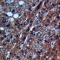 Collagen 4 Rabbit Polyclonal Antibody