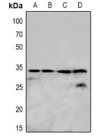 OTUB1 Antibody