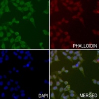 OTUB1 Antibody