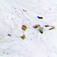 CaMK2 alpha/beta/delta (Phospho-T305) Rabbit Polyclonal Antibody