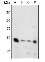 Synaptotagmin (Phospho-T202/199) Rabbit Polyclonal Antibody