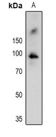 RSK1 (Phospho-T359/S363) Rabbit Polyclonal Antibody