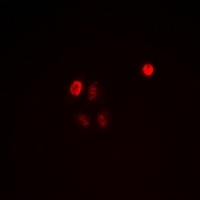 C/EBP epsilon (Phospho-T74) Rabbit Polyclonal Antibody