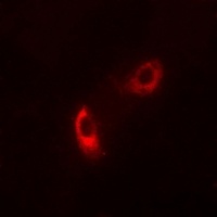 Caspase 9 (Phospho-Y153) Rabbit Polyclonal Antibody