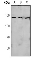 eNOS (Phospho-S615) Rabbit Polyclonal Antibody