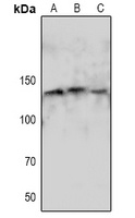 eNOS (Phospho-S1179) Rabbit Polyclonal Antibody