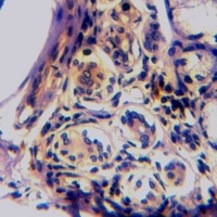 eNOS (Phospho-S1179) Rabbit Polyclonal Antibody