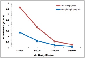 Ubiquitin (Phospho-S65) Rabbit Polyclonal Antibody