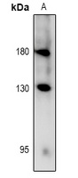 RET (Phospho-Y981) Rabbit Polyclonal Antibody