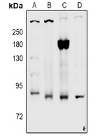 CD91 (Phospho-S4520) Antibody