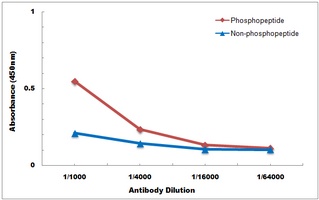 CD91 (Phospho-S4520) Antibody