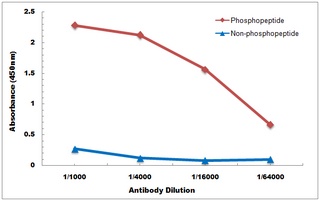 BIK (Phospho-S35) Antibody