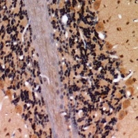 Claudin 4 (Phospho-Y208) Rabbit Polyclonal Antibody