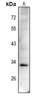 Cyclin D1 (Phospho-T288) Rabbit Polyclonal Antibody