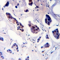 Cyclin D1 (Phospho-T288) Rabbit Polyclonal Antibody