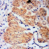 RGS19 (Phospho-S151) Rabbit Polyclonal Antibody