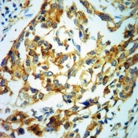 MBP (Phospho-T232) Antibody