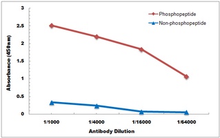 MBP (Phospho-T232) Antibody