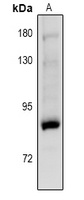 PKC gamma (Phospho-T514) Rabbit Polyclonal Antibody