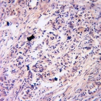 PKC gamma (Phospho-T514) Rabbit Polyclonal Antibody