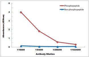 PKN1/2 (Phospho-T774/816) Antibody