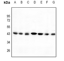 C/EBP alpha Antibody