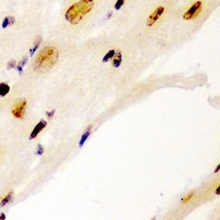 Cyclin E1 Rabbit Polyclonal Antibody