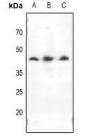 Doublecortin Rabbit Polyclonal Antibody