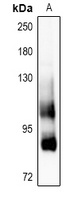 CD91 Rabbit Polyclonal Antibody