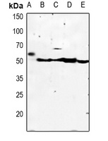 Kir2.3 Rabbit Polyclonal Antibody