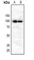 CD360 Antibody