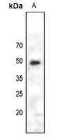 PAX6 Antibody