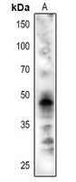 CRD1 Antibody