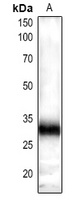 GRF-pan Rabbit Polyclonal Antibody